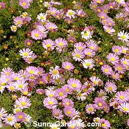 Brachycome multifida, Swan River Daisy