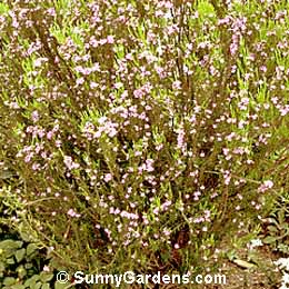 Coleonema pulchrum, Pink Breath of Heaven