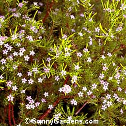 Coleonema pulchrum, Pink Breath of heaven, Pink Diosma