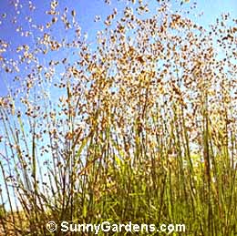 Briza media, Perennial Quaking Grass