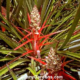 Bromelia balanse, Heart of Flame