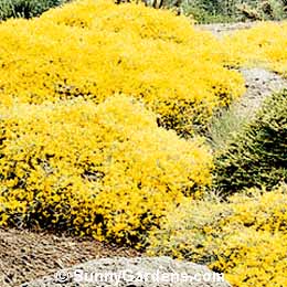 Genista, Broom
