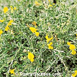 Genista pilosa, Broom