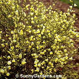 Cytisus x praecox, Warminster Broom, Broom