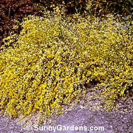 Cytisus praecox, Gold Spear Broom, Broom
