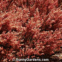 Cytisus scoparius, Broom Burkwood, Scarlet Broom, Broom