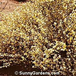 Cytisus scoparius, Pale Yellow Broom, Broom