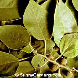 Broussonetia papyrifera, Paper Mulberry, Tapa-cloth Tree, Morus papyrifera