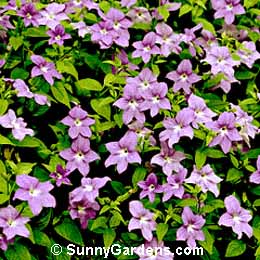 Browallia speciosa, Bush Violet, Amethyst Flower