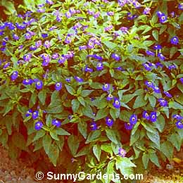 Browallia viscosa, Bush Violet, Amethyst Flower, Sapphire Flower