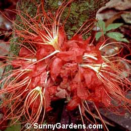 Brownea macrophylla