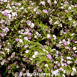 Brunfelsia pauciflora, Yesterday-Today-and-Tomorrow