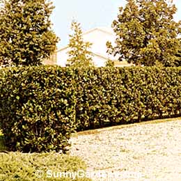 Rhamnus frangula, Tall Hedge Alder Buckthorn, Tall Hedge Buckthorn