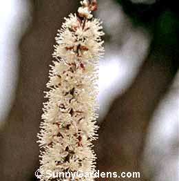 Cimicifuga simplex ramosa, Bugbane, Snakeroot