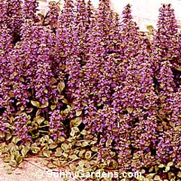Ajuga genevensis, Geneva Bugleweed, Alpine Bugleweed