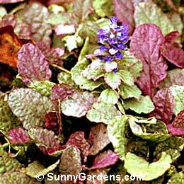 Ajuga reptans, Carpet Bugle, Bugleweed