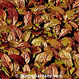 Ajuga reptans, Carpet Bugle