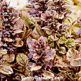 Ajuga reptans, Carpet Bugle