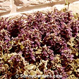 Ajuga reptans variegata, Bugleweed