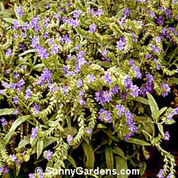 Anchusa azurea, Italian Bugloss, Bugloss
