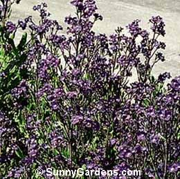 Anchusa azurea, Italian Alkanet, Italian Bugloss, Bugloss