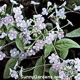 Brunnera macrophylla, Brunnera, Anchusa myosotidiflora