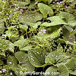 Brunnera macrophylla, Heart-Leaf Brunnera