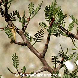 Bursera microphylla, Elephant Tree