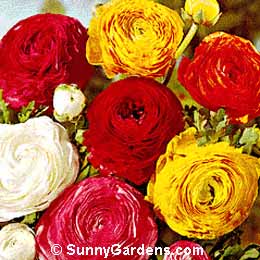 Ranunculus asiaticus, Buttercup