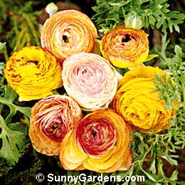 Ranunculus asiaticus, Persian Ranunculus, Persian Buttercup, Turban Buttercup