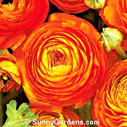 Ranunculus asiaticus, Persian Ranunculus, Persian Buttercup, Turban Buttercup