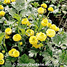 Ranunculus repens, Creeping Buttercup