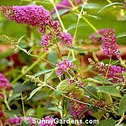 Buddleia, Summer Lilac, Orange Eye