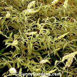 Buddleia davidii, Summer Lilac