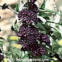 Buddleia davidii, Common Butterfly Bush, Purple Butterfly Bush, Summer Lilac