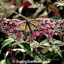 Buddleia x davidii, Dwarf Buddleia, Dwarf Butterfly Bush, Summer Lilac