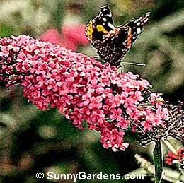 Buddleia davidii, Pink Buddleia, Pink Butterfly Bush, Summer Lilac
