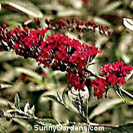 Buddleia davidii, Red Buddleia, Red Butterfly Bush, Summer Lilac
