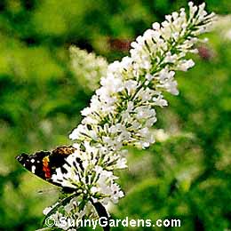 Buddleia davidii, White Butterfly Bush, Summer Lilac