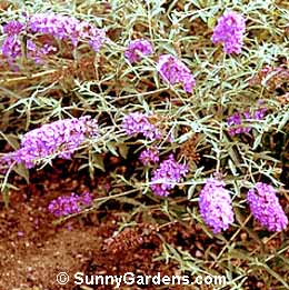 Buddleia nanhoensis, Nanho Blue Butterfly Bush, Summer Lilac