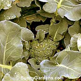 Brassica, Green Comet Broccoli