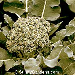 Brassica, Cabbage Family