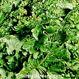 Brassica juncea, Mustard Greens