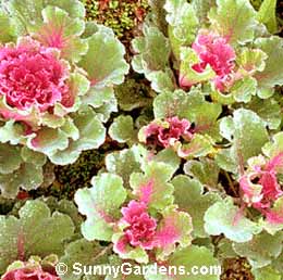 Brassica oleracea, Cabbage
