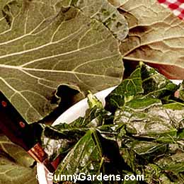 Brassica oleracea ancephala, Collards