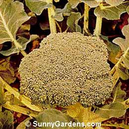 Brassica oleracea botrytis, Broccoli