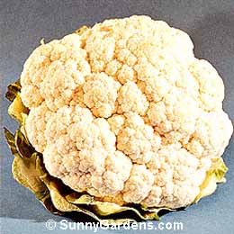 Brassica oleracea botrytis, Cauliflower