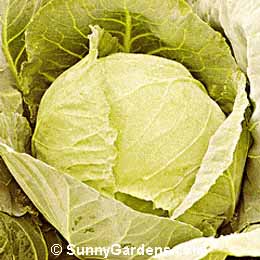Brassica oleracea capitata, Cabbage