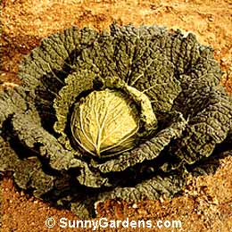 Brassica oleracea capitata, Cabbage