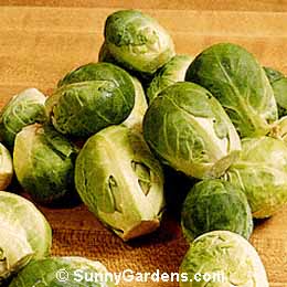 Brassica oleracea gemmifera, Brussel Sprouts
